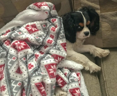 A photo of a dog curled up under a patterned blanket