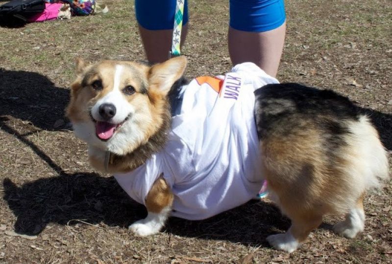 Dog wearing Walk for Change T-shirt