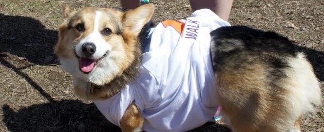 A Corgi in a white shirt stands on the dry grass of Boston Common, its leash gently held by someone in blue shorts.