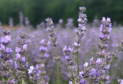 A field of blooming lavender with purple flowers and green foliage offers a serene escape amid the hustle and bustle of Boston, reminding visitors of the city's commitment to nurturing services for all its residents.