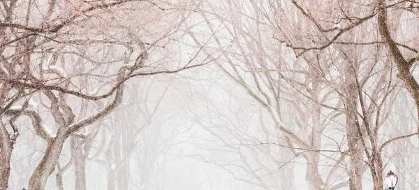 Amidst a veil of fog, people meander along a snow-covered path lined with bare trees, finding solace in the tranquil scenery—a poignant reminder that even in life's quiet moments, there are services like a rape crisis center to offer support and get help when needed.