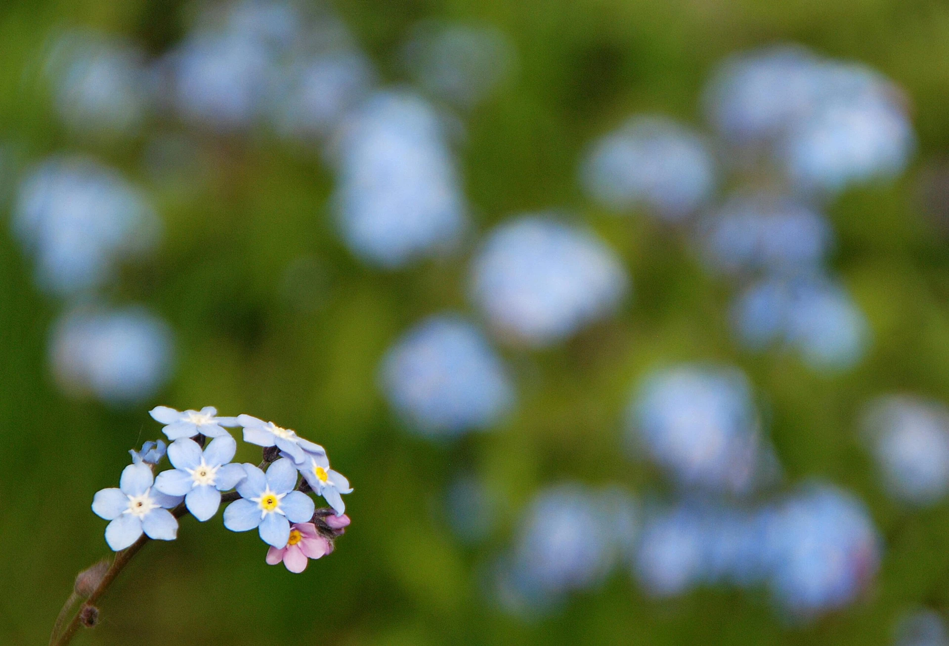 Close-up of blue forget-me-not flowers, each petal a delicate reminder not to overlook the beauty around us, with a blurred backdrop gently whispering the same message.