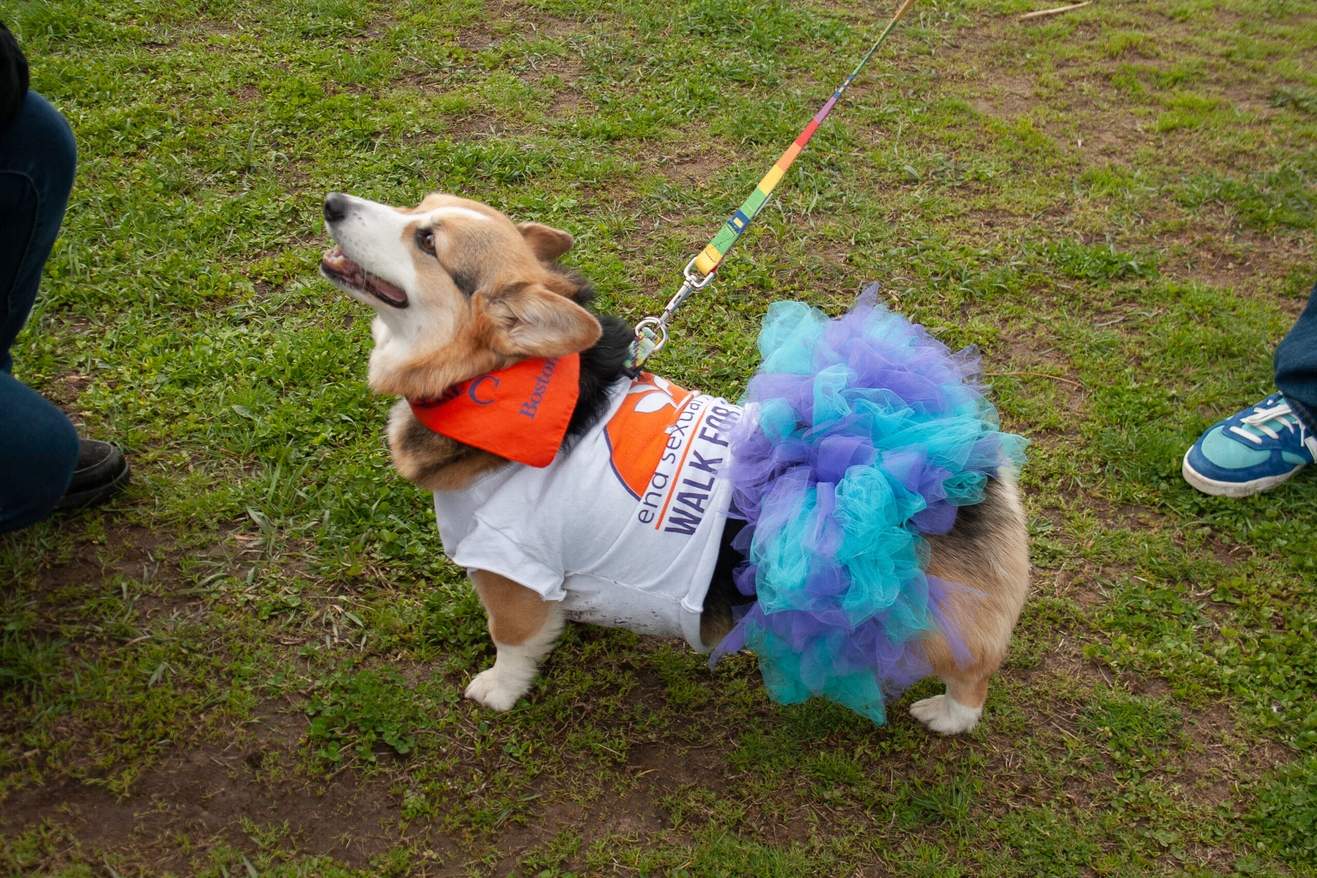 A Corgi dons a "Walk for MS" shirt, an orange bandana, and a purple and blue tutu as it stands on the grass with a leash, defying the myths of what dog accessories should be.