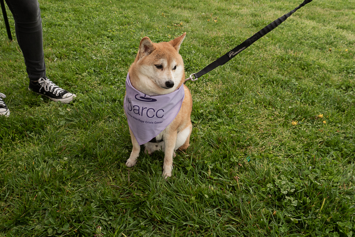A Shiba Inu, often surrounded by myths of being aloof, wears a purple bandana while sitting on the grass, leashed to a person in jeans and sneakers.