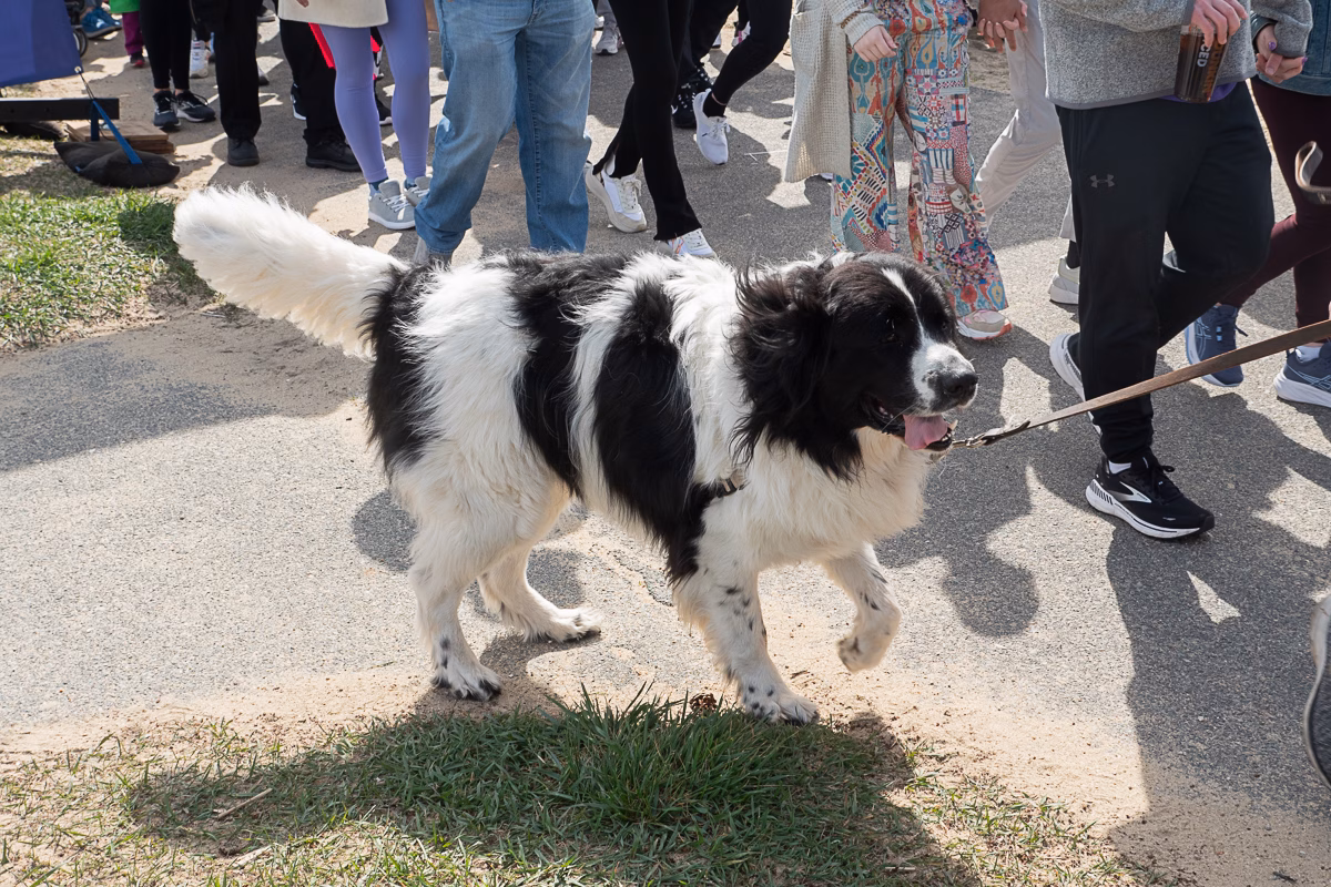 Amid a bustling crowd, a large black-and-white dog on a leash strolls along the paved path, drawing curious glances that could inspire both myths and facts about its gentle nature.