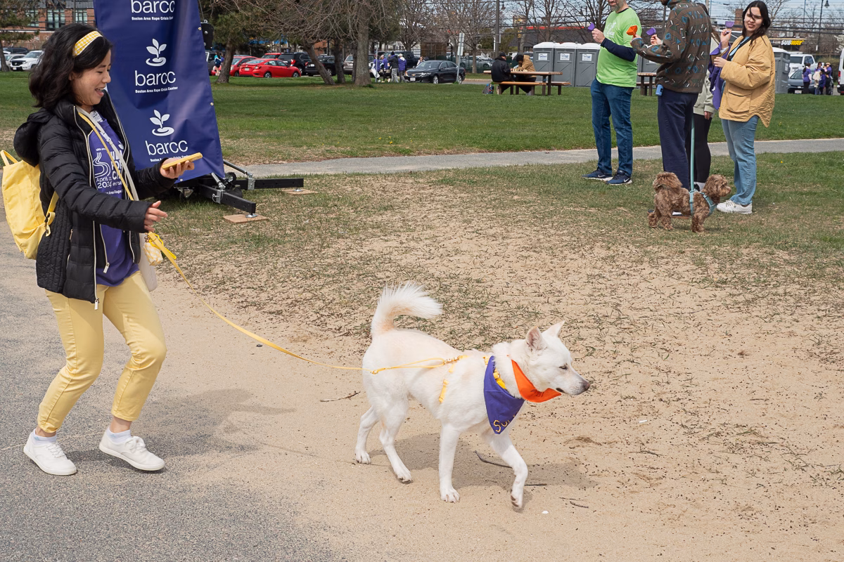 A person walks a white dog on a leash at an outdoor event. The dog, wearing an orange and blue bandana, looks ready to dispel myths about style. Other people and dogs are visible in the background.