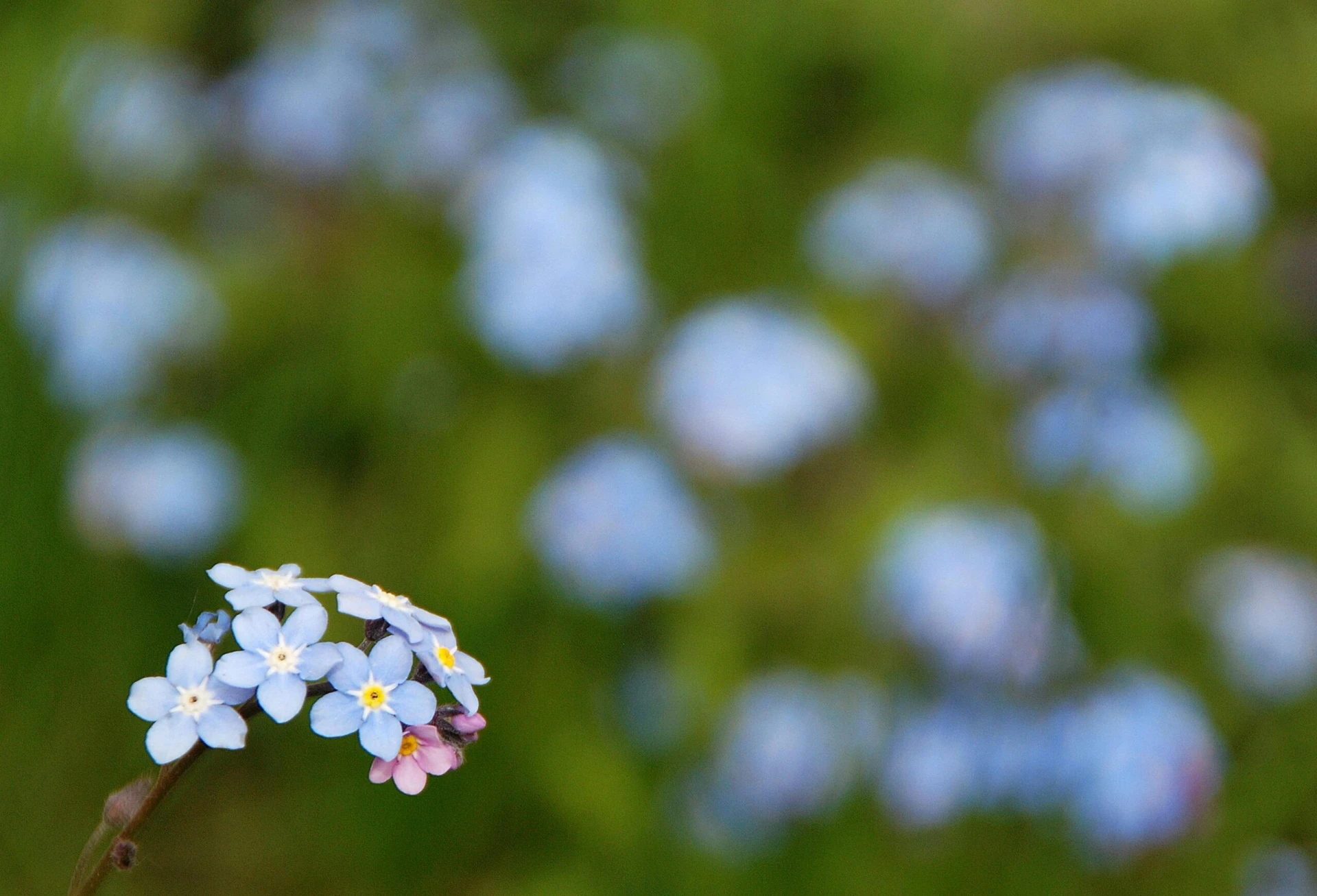 Close-up of blue forget-me-not flowers, each petal a delicate reminder not to overlook the beauty around us, with a blurred backdrop gently whispering the same message.